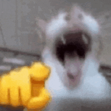 laughing cat pointing at you